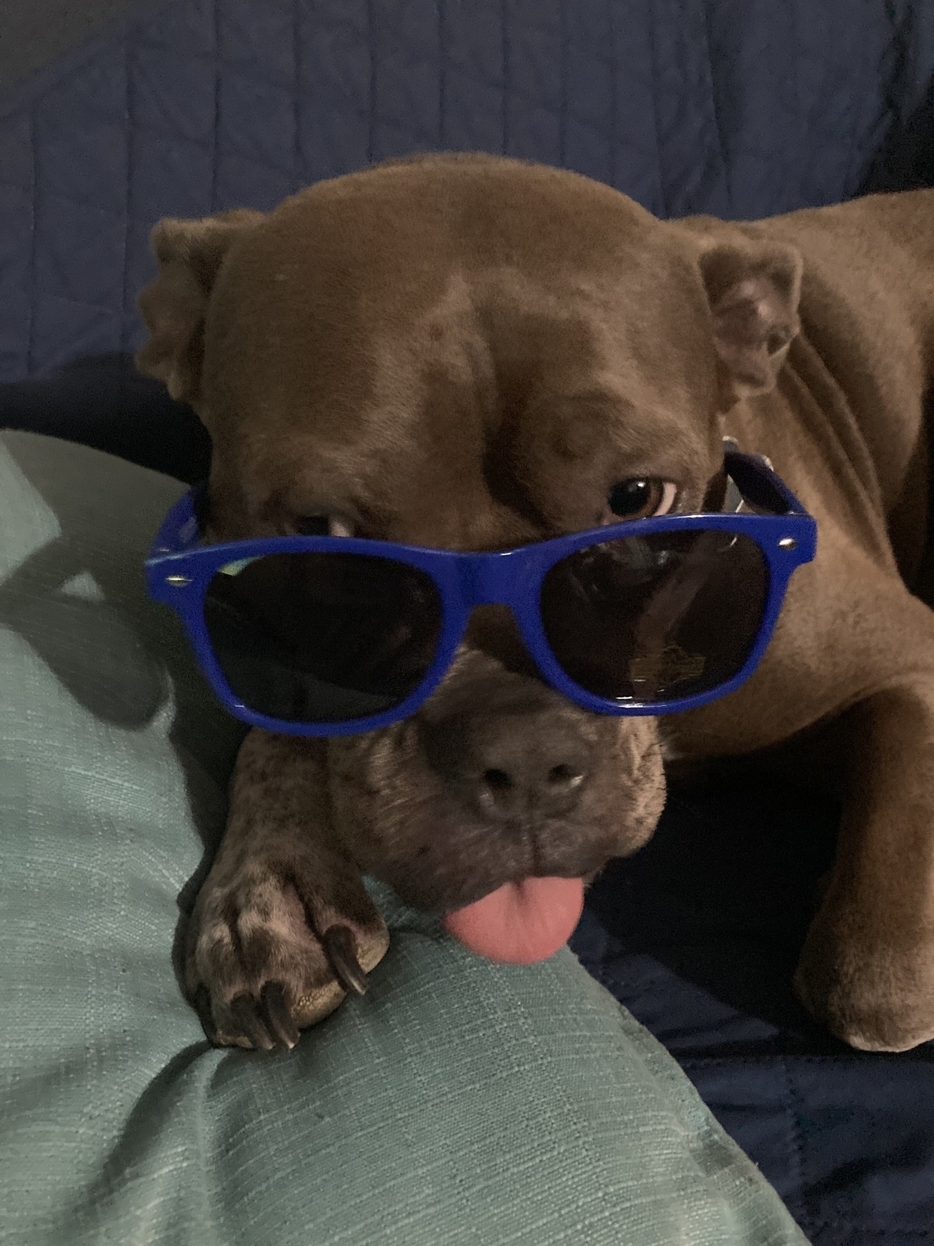 My dog Lillie wearing sunglasses. 